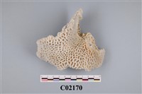 藏品(珊瑚化石)的圖片